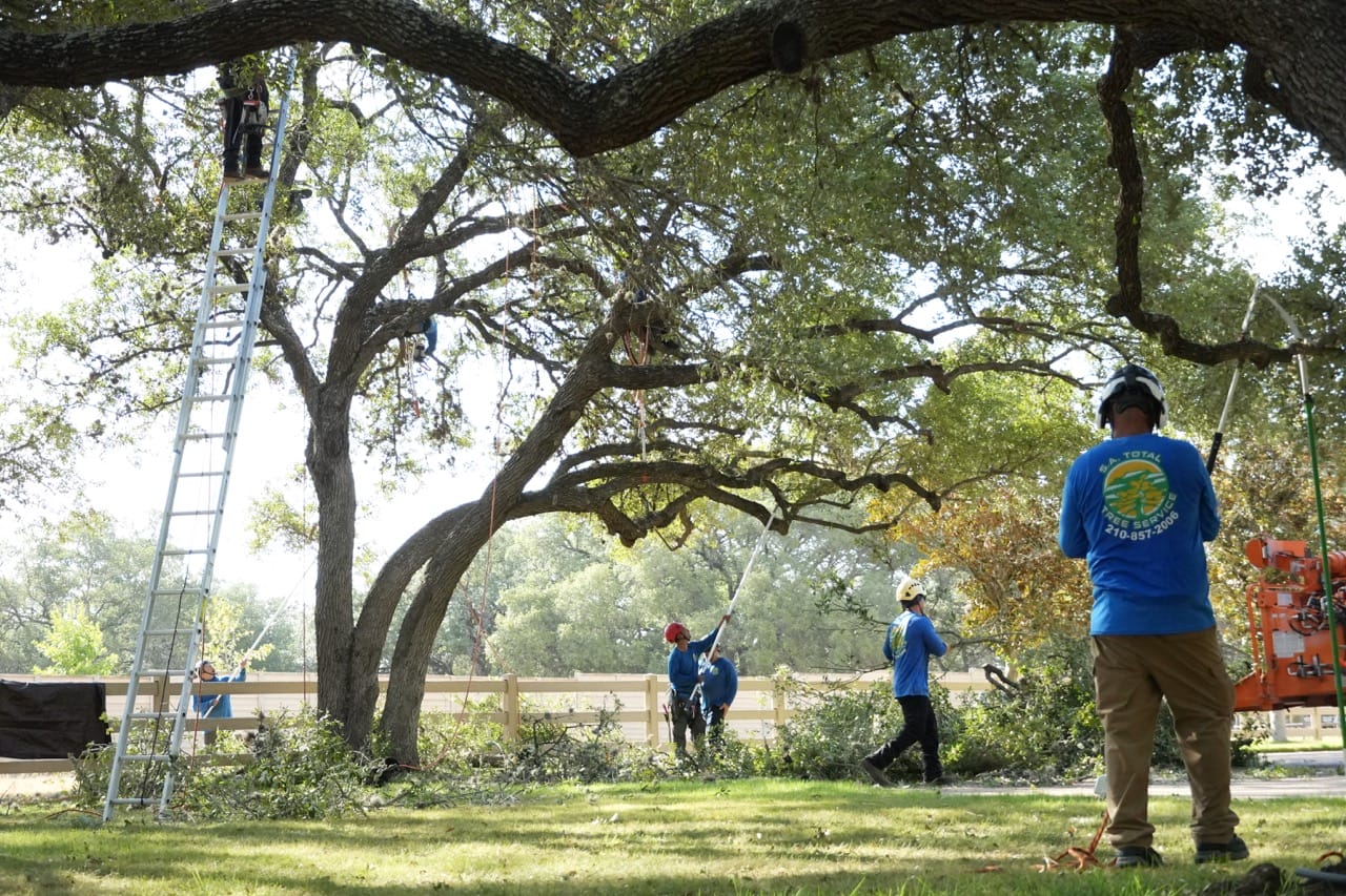 professional tree care services in san antonio by sa total tree service