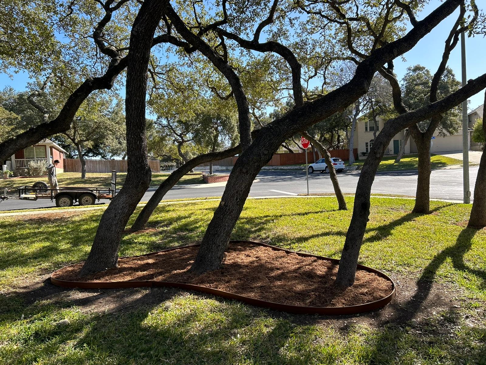 S.A. Total Tree Service providing expert tree mulching and landscape edging for healthy oak trees in San Antonio, Texas, improving tree health and curb appeal.