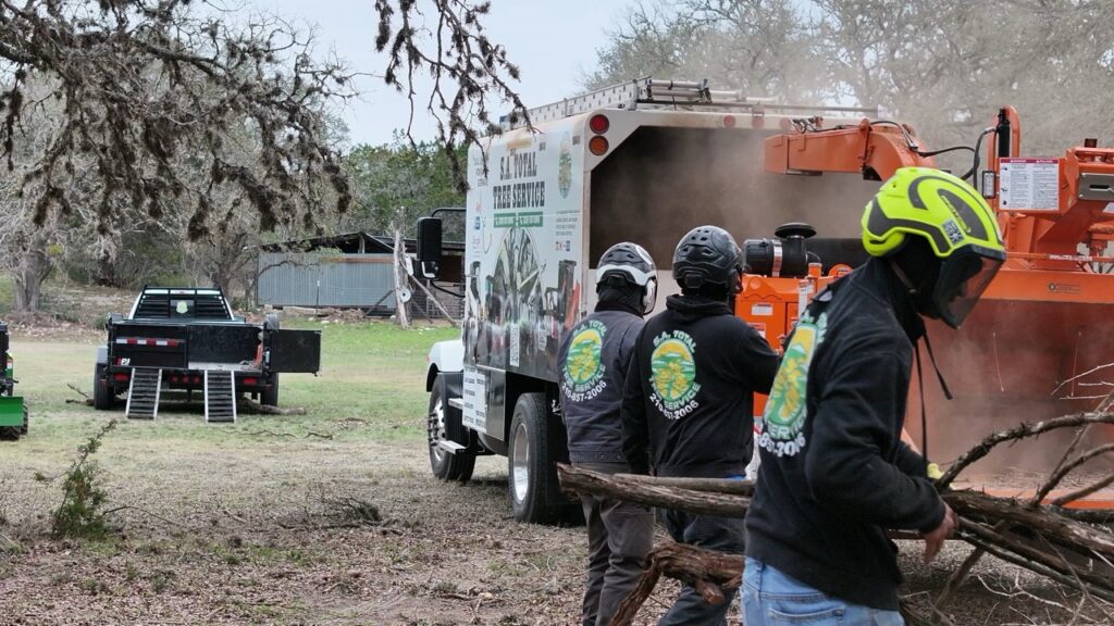 S.A. Total Tree Service performing expert tree removal in San Antonio, Helotes, and the Texas Hill Country. Call (210) 857-2006 for professional tree cutting and cleanup.