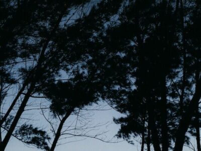 Trees Are Living Entities With Emotions