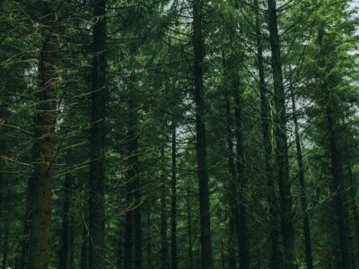 Unlocking the Silent Whispers of Your Trees