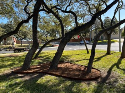 S.A. Total Tree Service providing expert tree mulching and landscape edging for healthy oak trees in San Antonio, Texas, improving tree health and curb appeal.